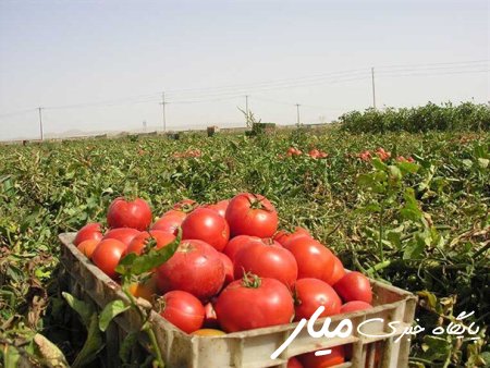 ۵۰ هکتار گوجه‌فرنگی خارج از فصل در دلگان سیستان و بلوچستان کشت شد