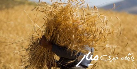 بیش از ۱۵۲۰ تن گندم بذری از گندم‌کاران سیستان و بلوچستان خریداری شد
