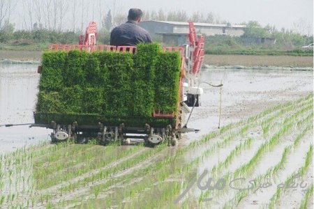 ۳۰ هکتار برنج در اراضی کشاورزی شهرستان فنوج کشت شد
