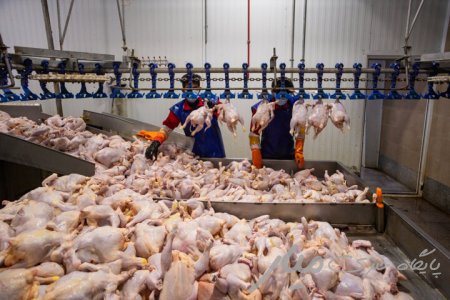 تولید بیش‌از ۱۰ هزار تن گوشت مرغ در سیستان و بلوچستان