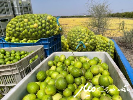 بیش از ۲۵۰۰ تن برداشت لیمو ترش در سیستان و بلوچستان برداشت شد