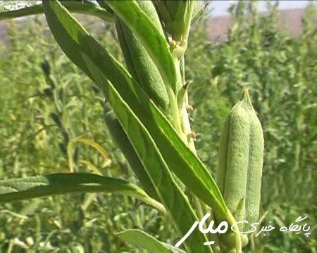 کشت دانه روغنی کنجد در اراضی کشاورزی سیستان‌وبلوچستان آغاز شد