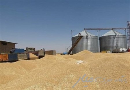 تامین ۴۰۰۰ تن انواع بذر اصلاح شده گندم برای کشت در سیستان و بلوچستان