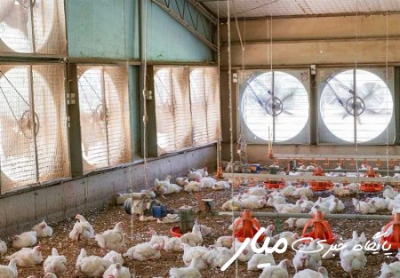 ظرفیت تولید گوشت مرغ در زاهدان به بیش از ۱۱ هزار تن افزایش داده می‌شود