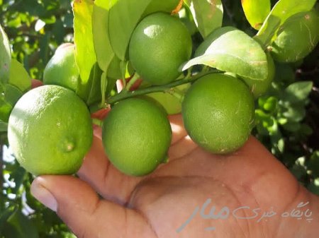 بیش از ۴۰۰۰ تن لیمو ترش در سیستان و بلوچستان برداشت شد