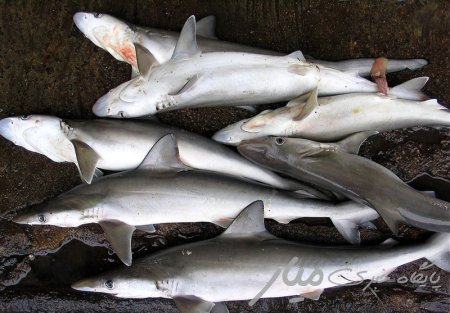 سومین محموله قاچاق کوسه ماهیان در سیستان و بلوچستان کشف شد