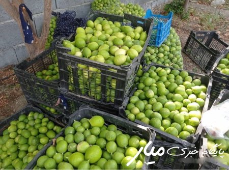 برداشت ۹۶۰۰ تن لیمو ترش در سیستان و بلوچستان