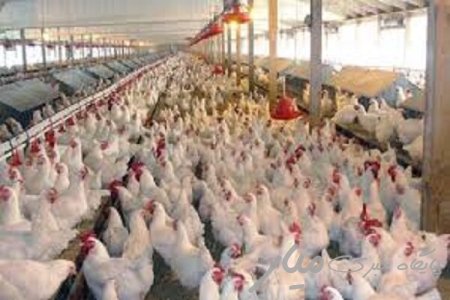 تولید سالانه ۲۵۰۰ تن گوشت مرغ در تفتان